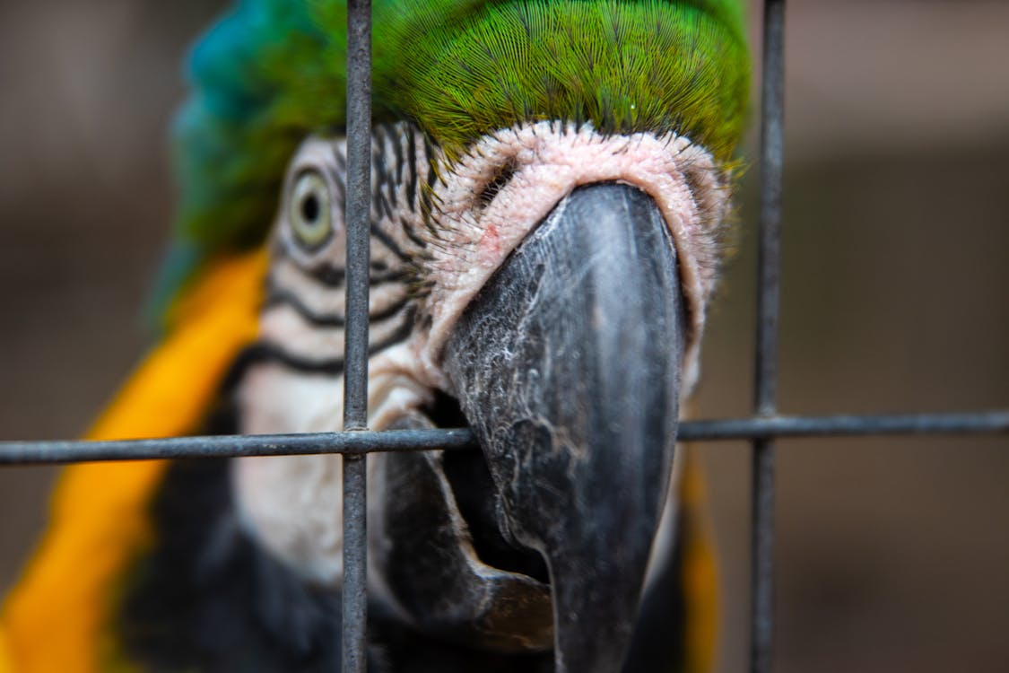 Close-Up Shot of a Macaw in a Bird