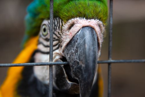 Free Vibrant macaw parrot close-up, showcasing colorful feathers behind a zoo cage. Stock Photo