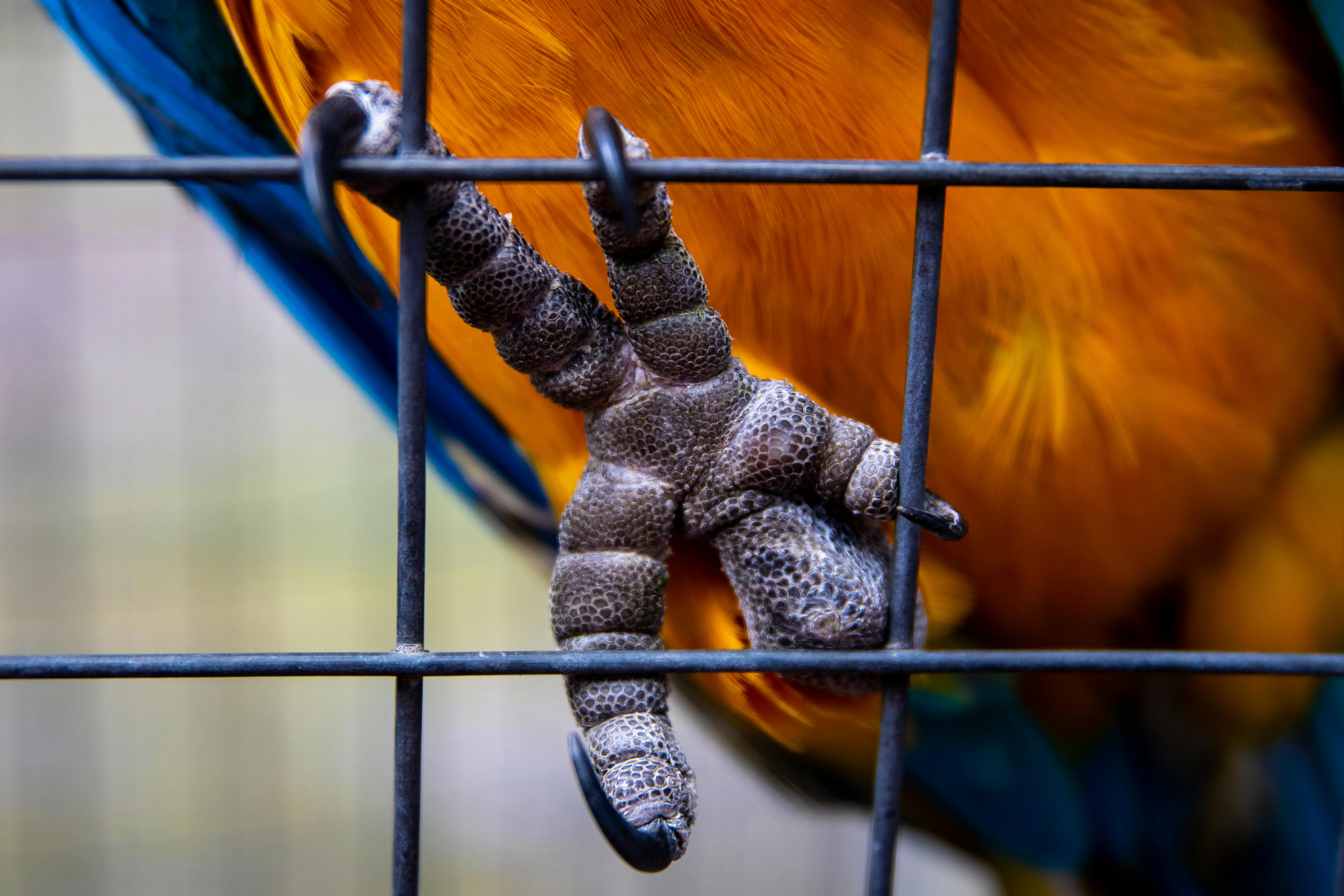 A Bird in a Cage · Free Stock Photo