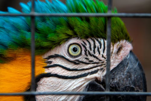 Close-Up Shot of a Macaw 