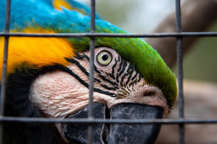 A Parrot In A Cage 