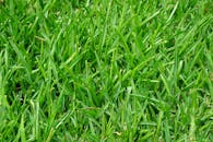 特写镜头拍摄郁郁葱葱的绿草纹理，展现自然之美