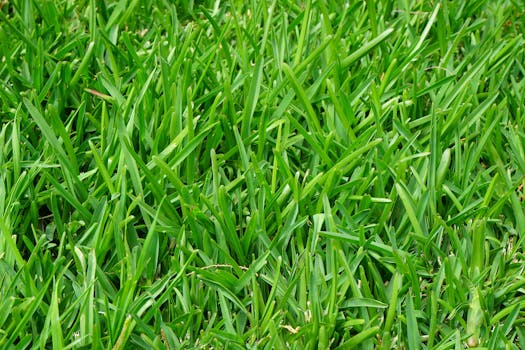 特写镜头拍摄郁郁葱葱的绿草纹理，展现自然之美