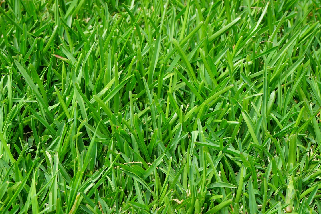 Kostnadsfria Kostnadsfri bild av äng, bild, blad av gräs Stock foto