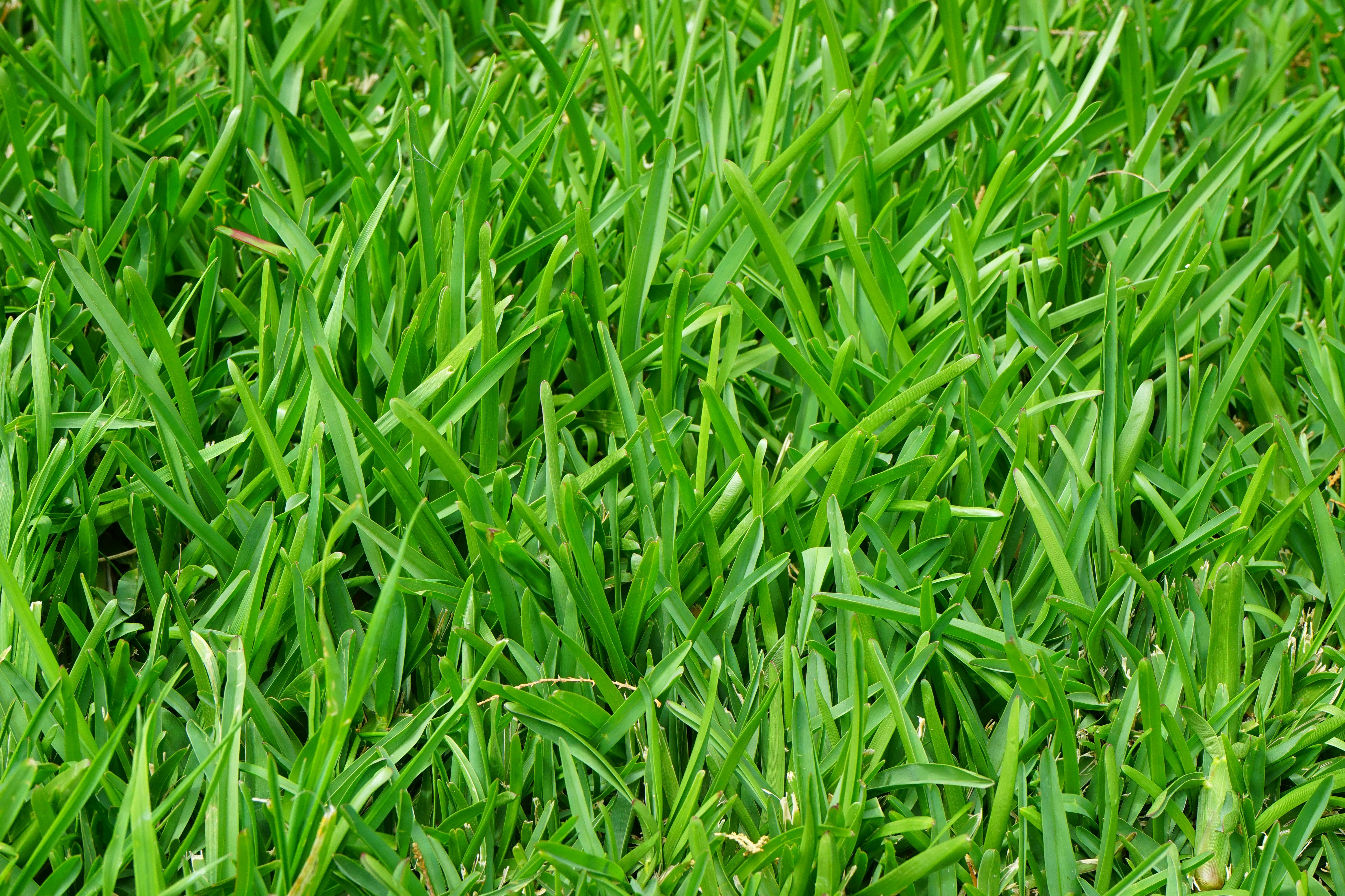 1,001 Stubborn Grass Stock Photos - Free & Royalty-Free Stock Photos from  Dreamstime
