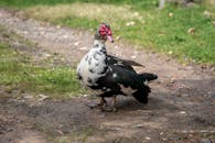 Close-Up Shot of a Muscovy Duck