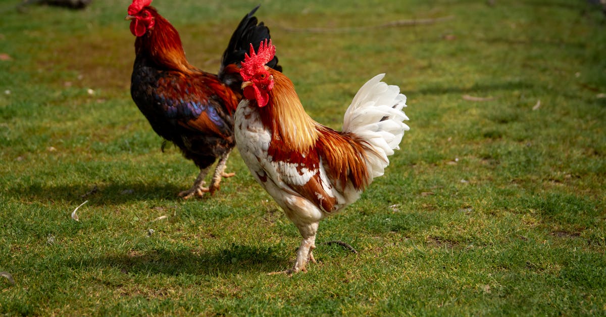 How do roosters mate with chickens