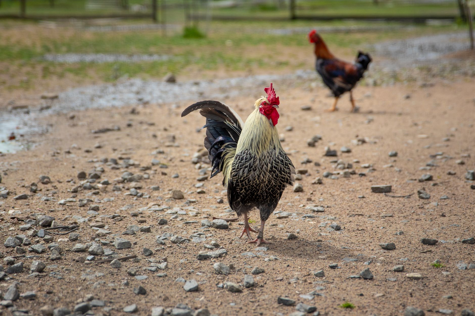 A rooster standing alone in a dusty rural ring, muted colors revealing the tense atmosphere of cockfighting