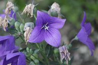 Purple Flower in Tilt Shift Lens
