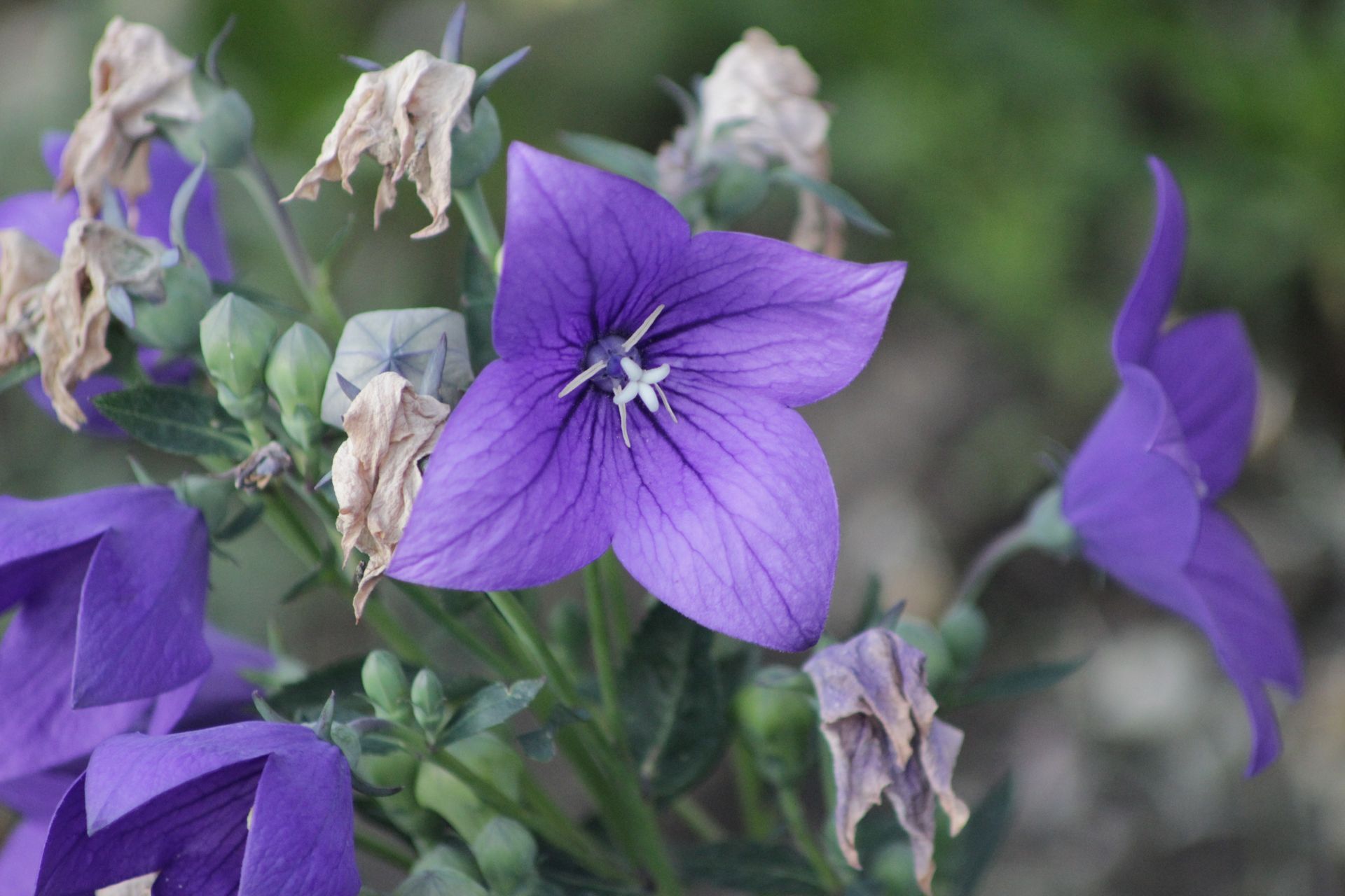 Beautiful purple balloon flower (Platycodon grandiflorus) blooming in the garden.