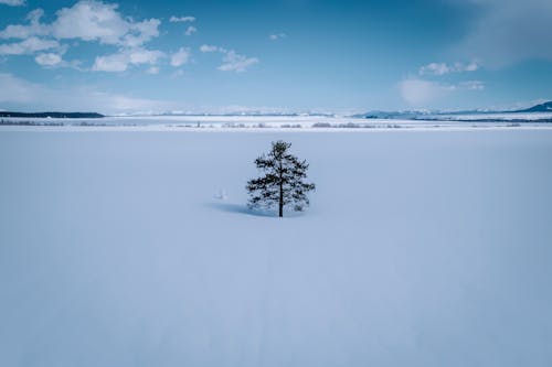 Darmowe zdjęcie z galerii z drzewo, natura, pokryte śniegiem