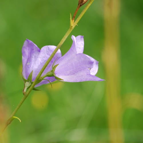 Purple Campanula Flowers Selective-focus Photography