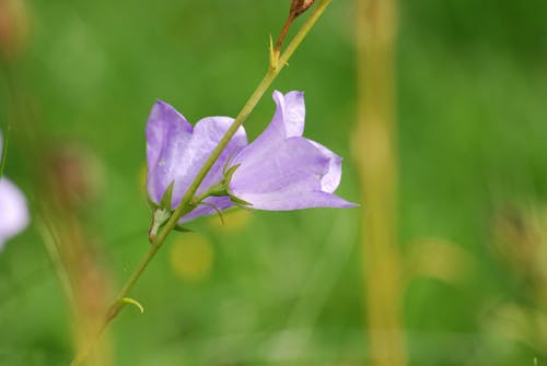 Purple Campanula Flowers Selective-focus Photography