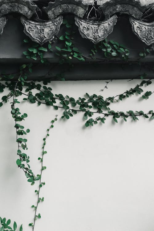 Green Vine Plant Crawling on White Wall