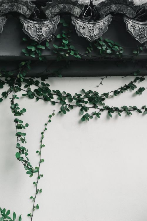 Free Decorative ivy vines climbing a vintage roof against a white wall, creating an elegant and natural look. Stock Photo
