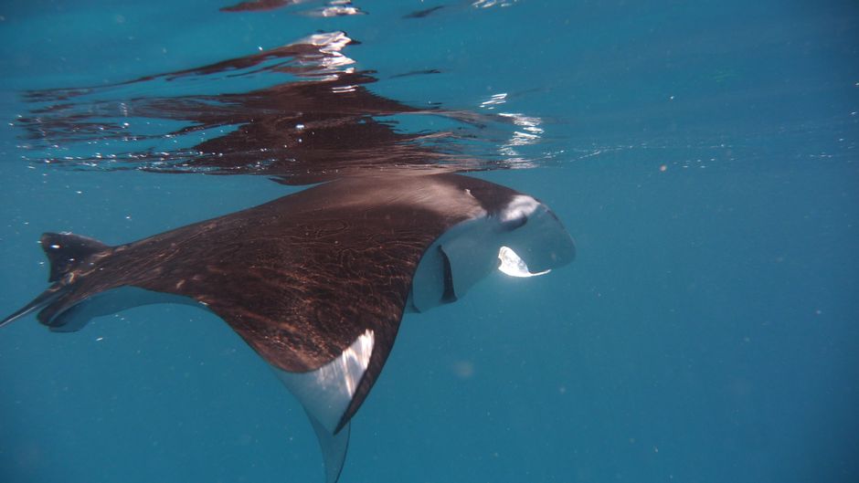 Observation des Raies Manta à Vaipahi