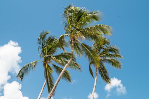 Základová fotografie zdarma na téma kmeny stromů, kokosové listy, kokosové palmy