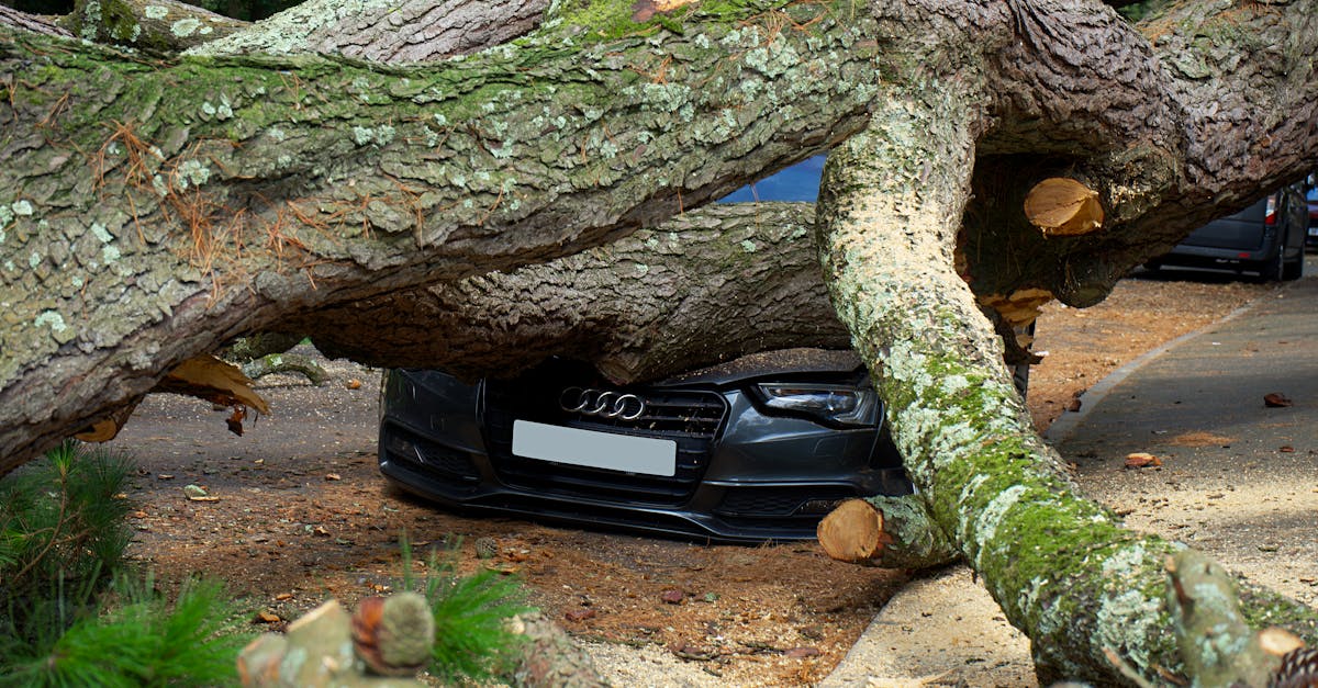 A large tree has fallen on an Audi car, severely damaging it on a city street in the UK.