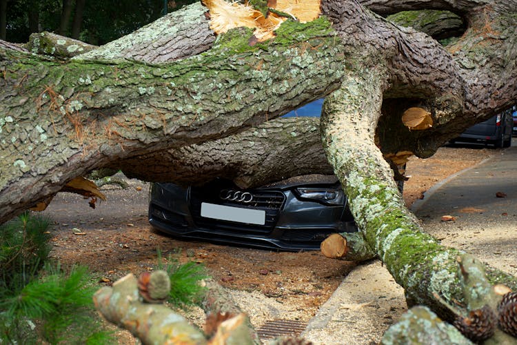 A Car Crushed By A Broken Tree