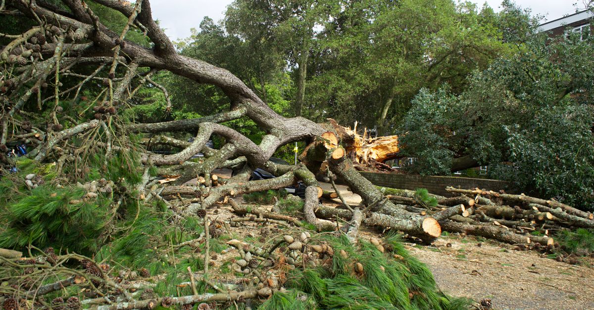 A large fallen tree with branches and logs scattered across a park pathway in the UK.