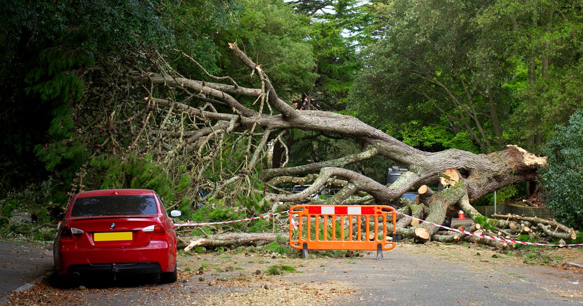 no win no fee solicitors personal injury No Win No Fee Solicitors for Personal Injury Claims: A Complete Guide — No Win No Fee Solicitors for Personal Injury Claims: A Complete Guide — A large tree has fallen, blocking the road wi…