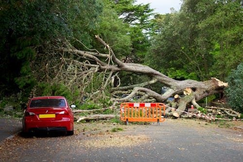 Foto profissional grátis de árvore, árvore caída, automóvel