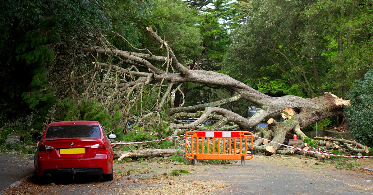 Photo by Mike Bird A large tree has fallen, blocking the road with debris. A red car is nearby.