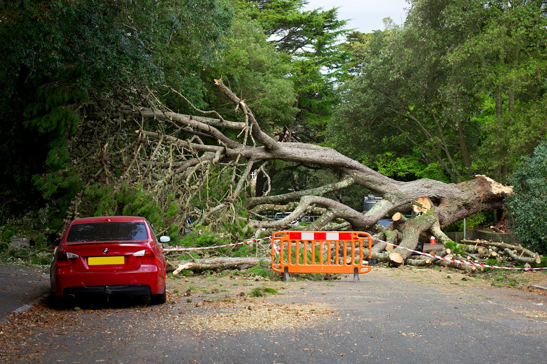 Foto profissional grátis de árvore, árvore caída, automóvel