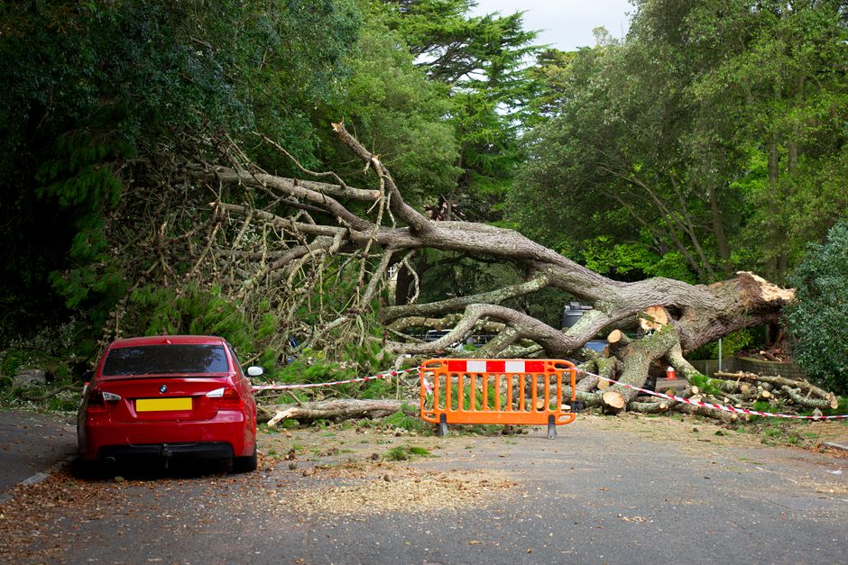 Fallen tree blocking a residential road — who is responsible for fallen tree removal on property line in Surrey BC