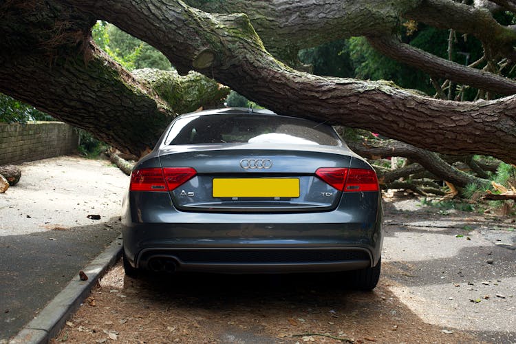 A Car Crushed By A Broken Tree