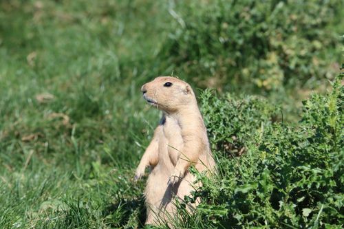 Free A prairie dog stands alert in a vibrant green field on a sunny day. Stock Photo
