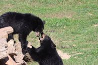 Black Bear on Green Grass Field