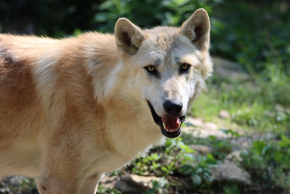 Close-up of a wild wolf displaying its natural wilderness habitat.