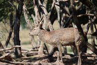 Brown Deer Standing on Brown Soil