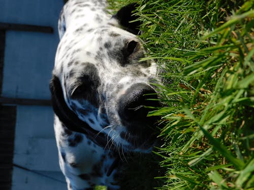 Free stock photo of cute, dalmatian, dog