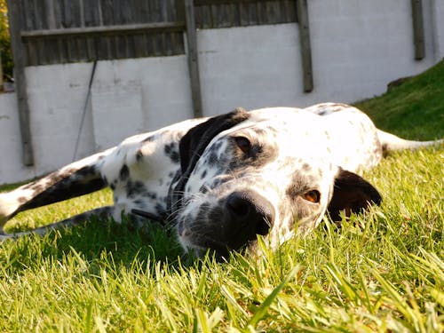 Free stock photo of cute, dalmatian, dog