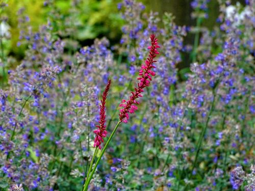 Free Bright red flower stands out against a purple floral backdrop, showcasing natural beauty. Stock Photo