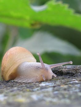 Macro photo of a snail crawling on a stone surface outdoors.