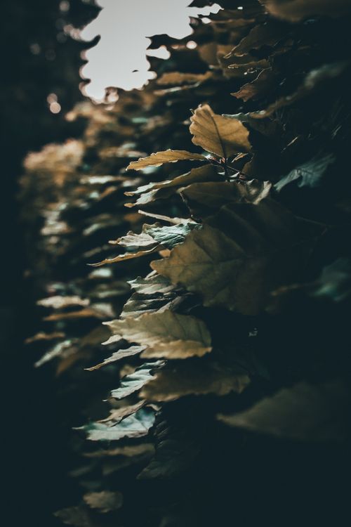 Free Closeup of golden leaves of lush tree growing in forest on autumn day Stock Photo