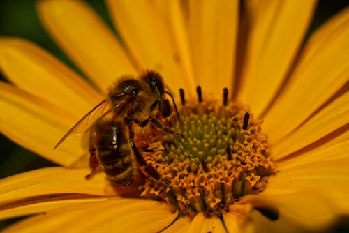 Free  Close Up of Bee on Yellow Flower Stock Photo