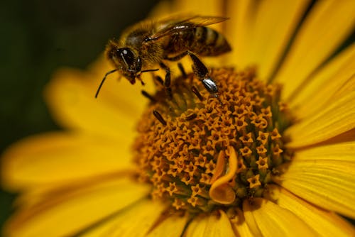 Honeybee Perched on Yellow Flower 