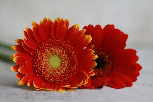 Red Daisy Flowers on the White Surface