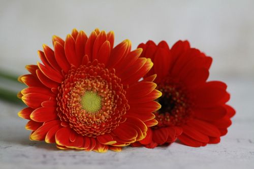 Free Close-up of vibrant red gerbera daisies with yellow-tipped petals on a white surface, ideal for floral and decor themes. Stock Photo