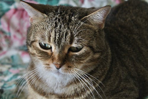 Kostenloses Stock Foto zu haustier, katze, nahansicht