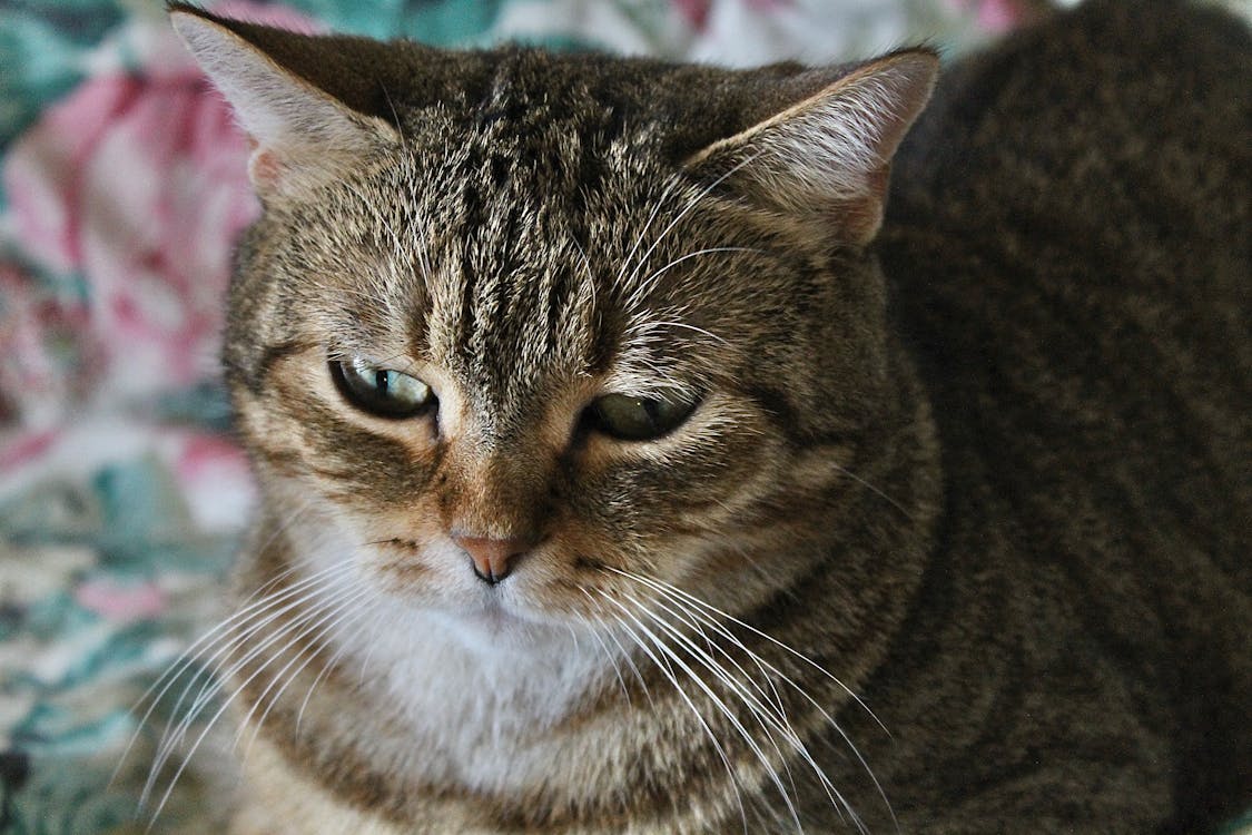 Kostenloses Stock Foto zu haustier, katze, nahansicht