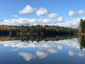 Green Forest Beside Body of Water Under Sky
