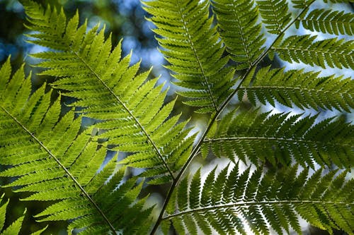 Foto De Close Up De Planta De Folha Verde