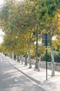宁静的城市道路两旁，秋日树木充满活力，人行道空荡荡，非常适合平静地散步