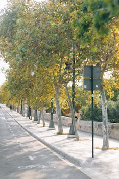 宁静的城市道路两旁，秋日树木充满活力，人行道空荡荡，非常适合平静地散步