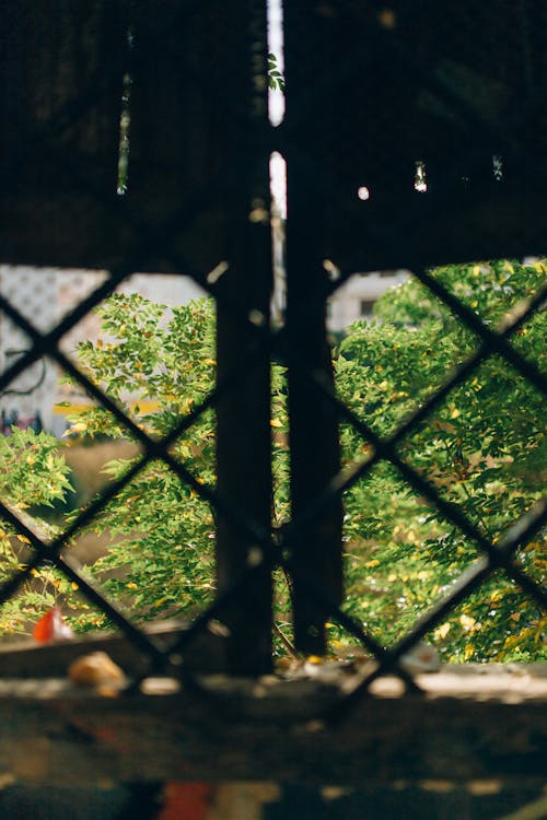 Green Plants on Brown Wooden Fence